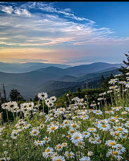 Mountain Flowers