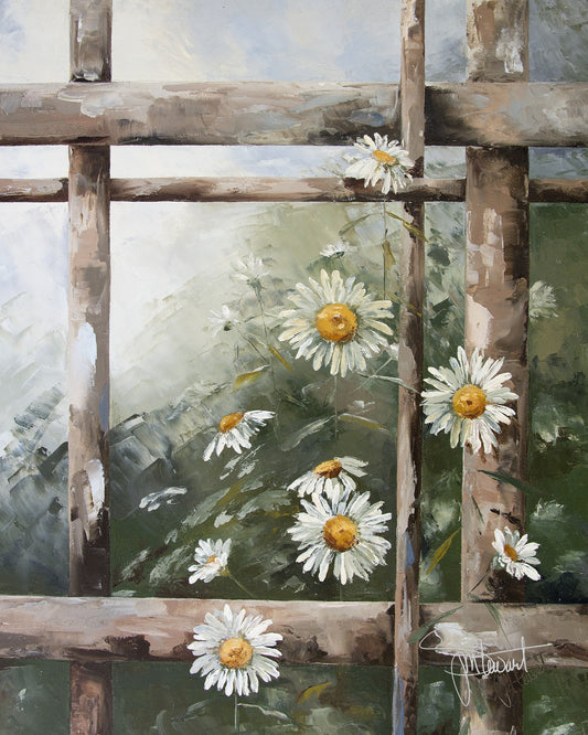 Shasta Daisy