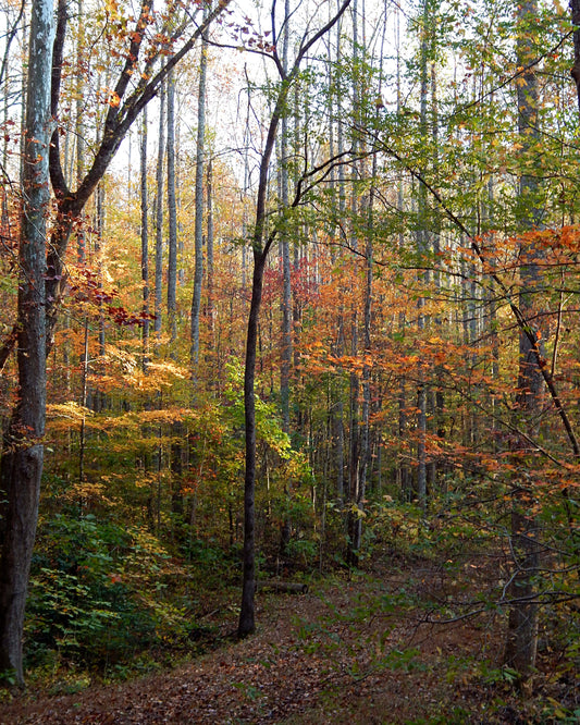Webb Creek Access Trail